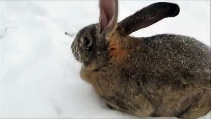 Kar Gören Masum Tavşanın Tek Eğlencesi