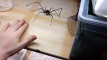Il joue avec son araignée géante Euphrynichus amanica et se fait mordre