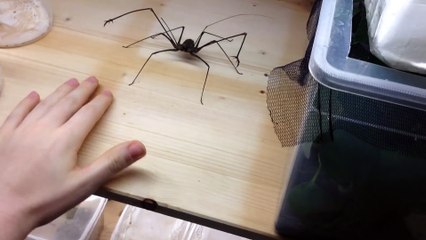 Il joue avec son araignée géante Euphrynichus amanica et se fait mordre