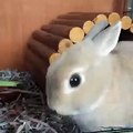 These bunnies just kissed!