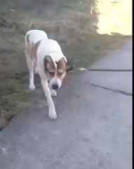 The little girl with her big ​​dog