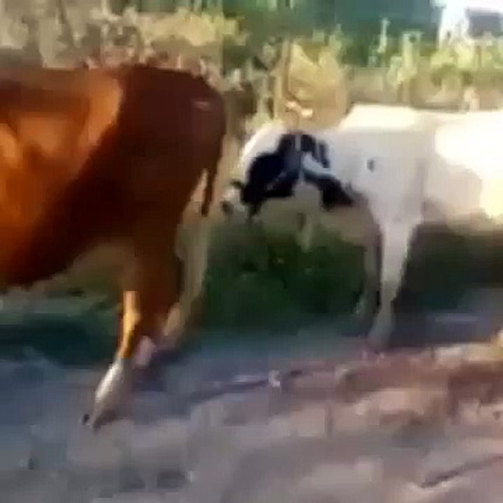 Супер ржака!Упал с кобылы!Неудавшаяся попытка коровы!))))))))))))))