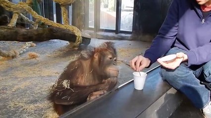 Réaction incroyable de ce singe après la blague de ce visiteur