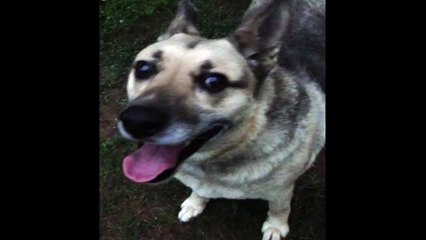have you ever heard a so loud dog burp?
