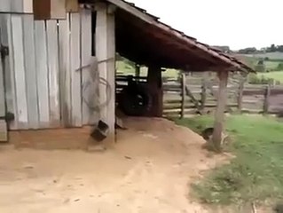 Horse and reverse parking