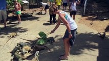 Watch out when feeding the Lizards. Woman attacked by duck Vigilad cuando alimentéis a lag