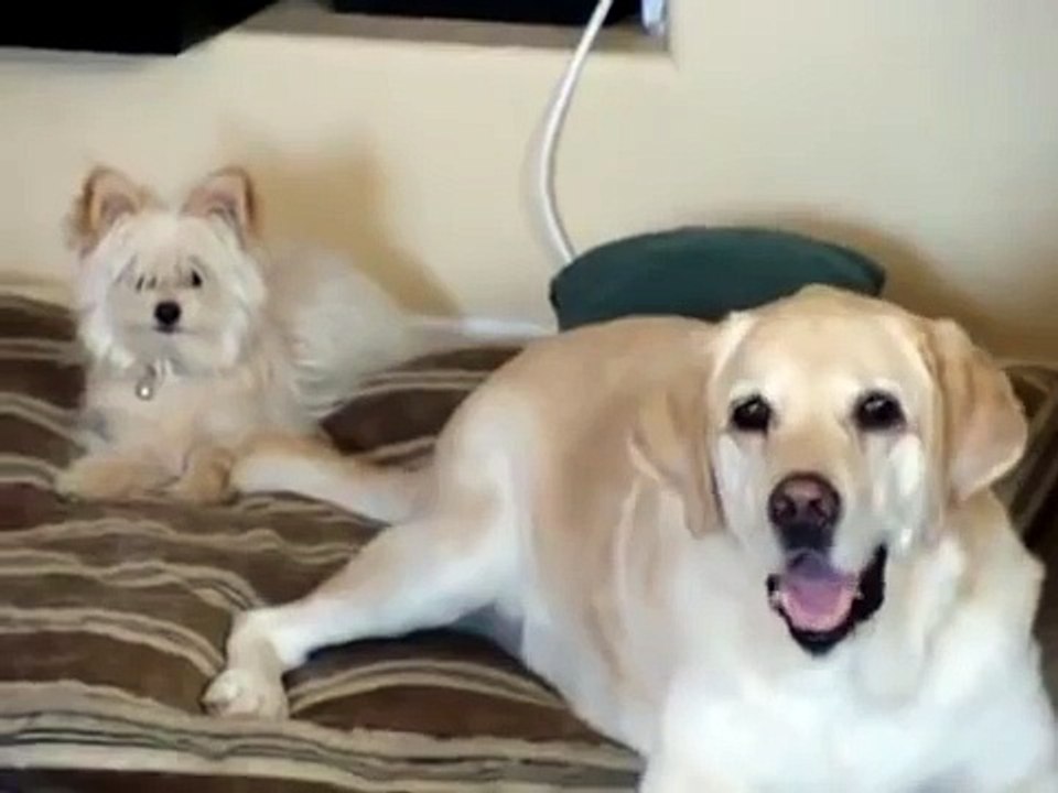 Big dog hits small dog