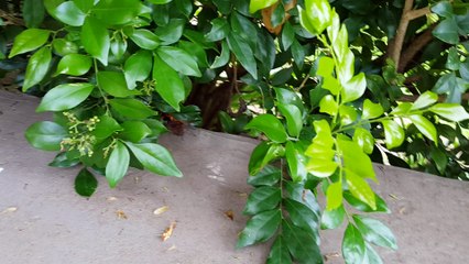 Termite Treatment Sydney -Bugz Pest Control 1800 020 225