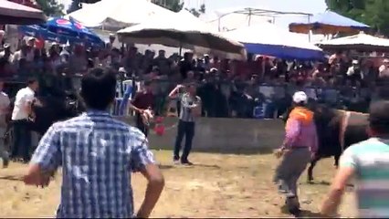 Boğasının saldırısına uğrayan kişi ardına bakmadan kaçtı