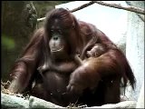 Orangutan Baby at Brookfield Zoo