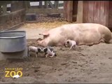 Piglets at Brookfield Zoo (Children's Zoo)