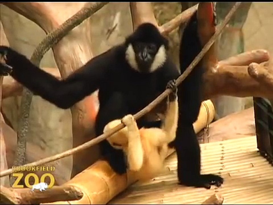Baby Gibbon Branching Out at Brookfield Zoo