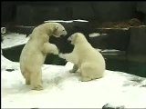 Hudson Arki Polar Bears Brookfield Zoo