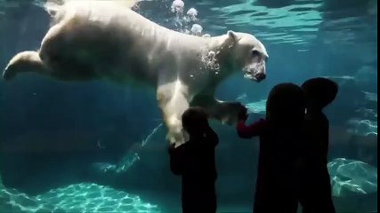 Brookfield Zoo   Summer Nights  TV Commercial