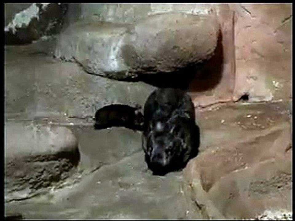 Cute Baby Wombat with Mom Kambora at Brookfield Zoo