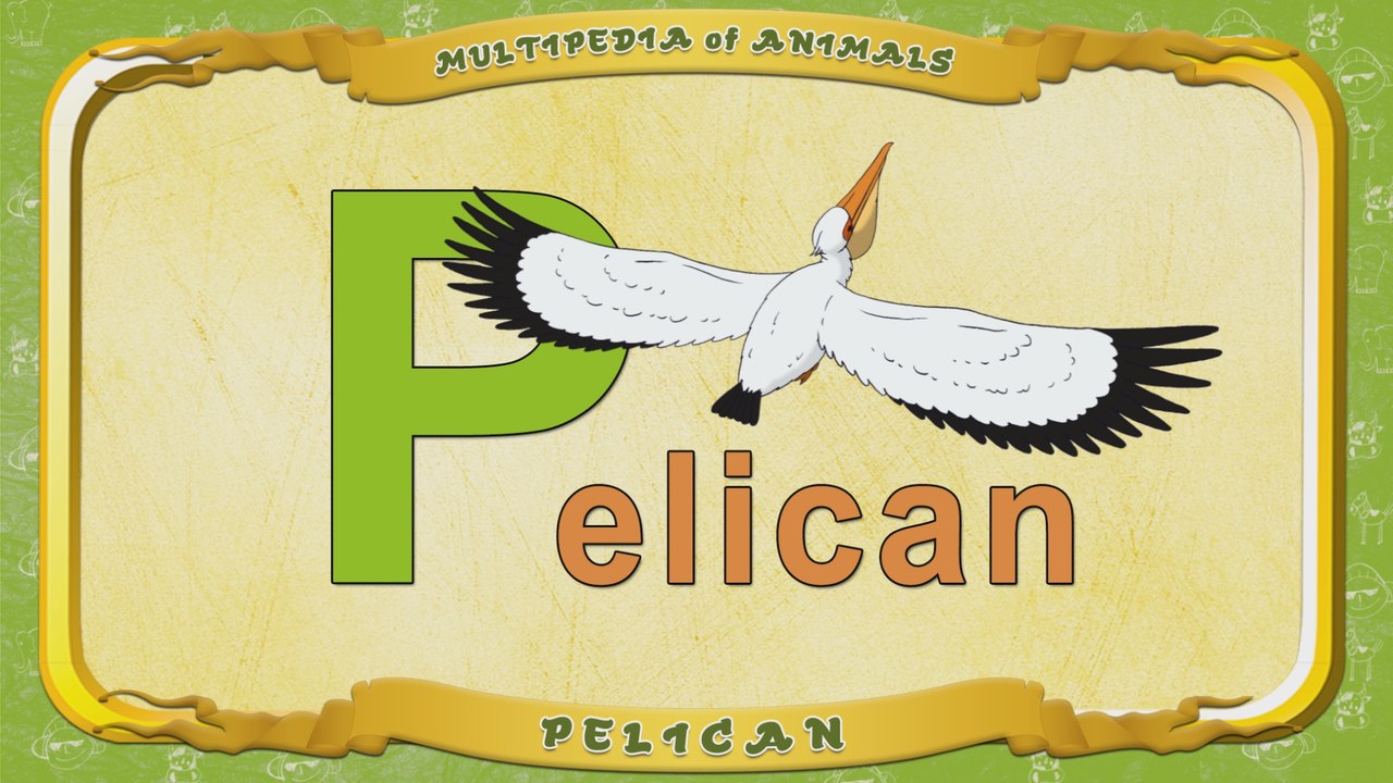 Multipedia of Animals. Letter P - Pelican