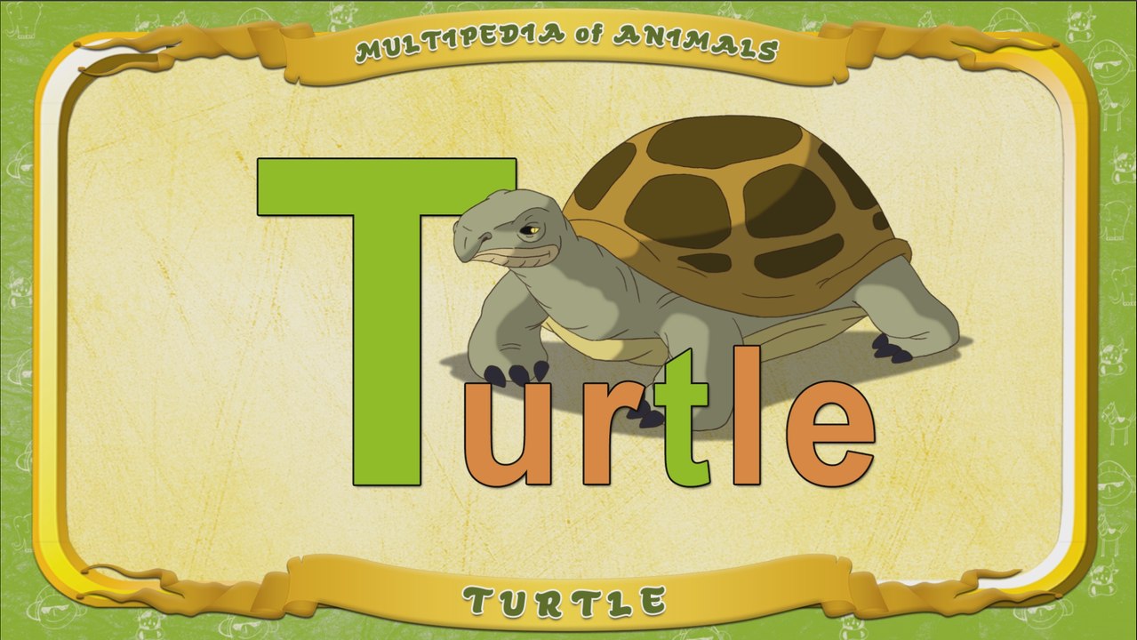 Multipedia of Animals. Letter T - Turtle