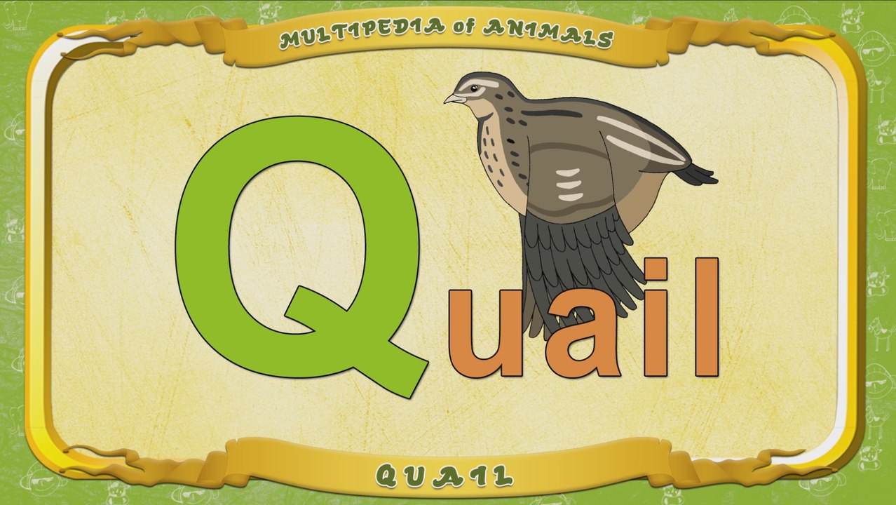 Multipedia of Animals. Letter Q - Quail