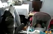 Daily Best - A dog sings to soothe crying baby))