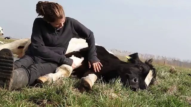 Daily Best - Cow loves cuddling so much she purrs like a kitty