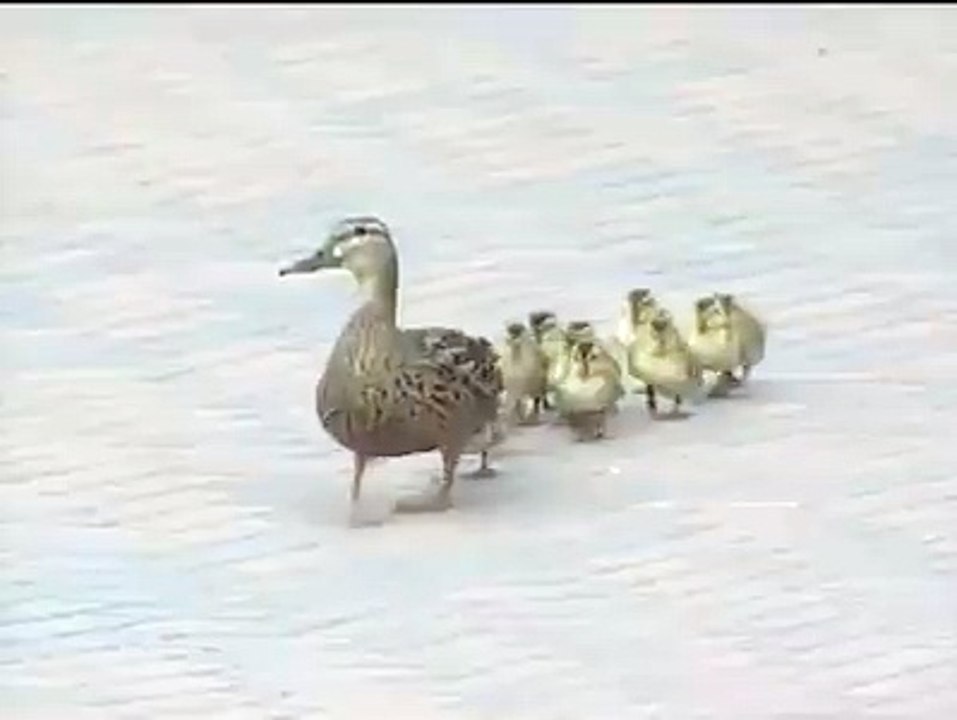 Daily Best - Ducks blown off their feet by the wind