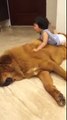 Daily Best - Gentle mastiff is a perfect sofa for a child