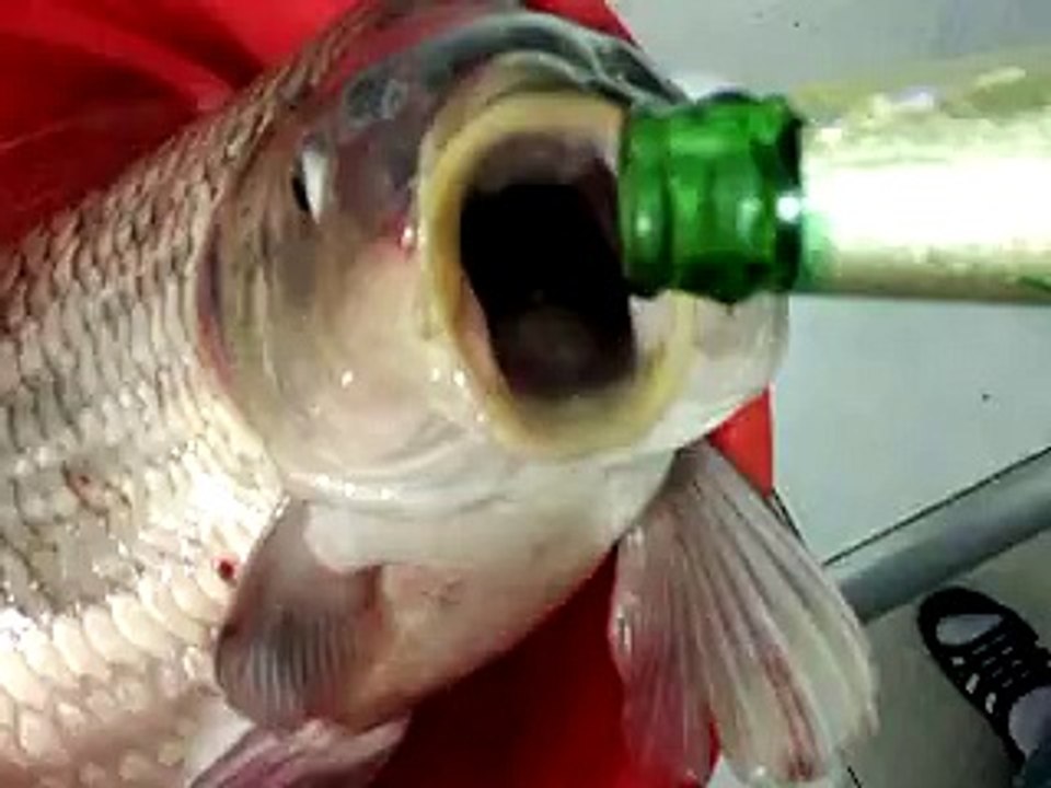 Drunk Fish