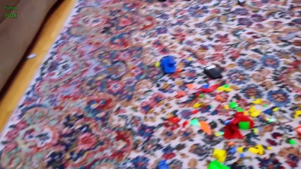 Best Funny Guilty Dogs Compilation 2015 Videos - New