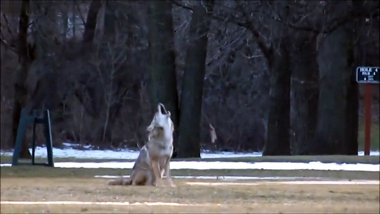 Chicago Coyote Sings