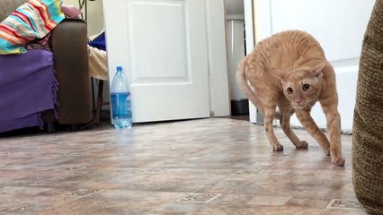 Реакция кота на сирень - Funny cat's reaction to the lilac Смотреть всем, смешной Котэ!