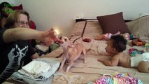 Funny Dogs Protecting Babies - Best Compilation