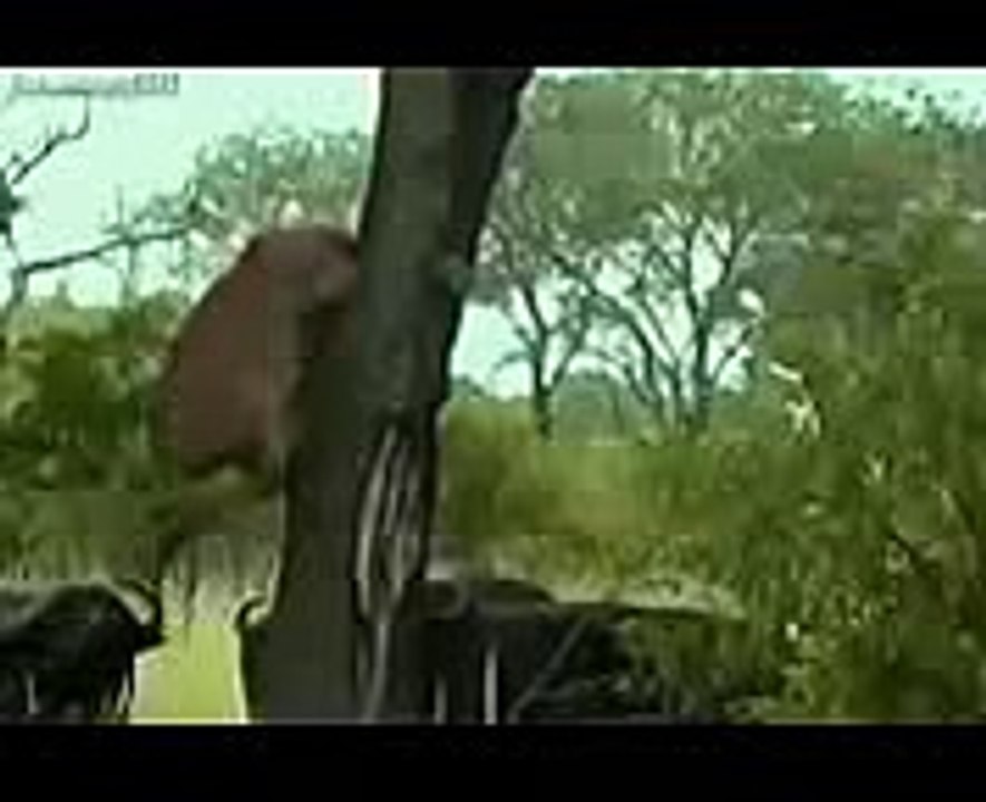 Group of Buffalo kills lion