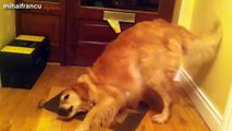 26 Most Funny Dogs Reacting To Lemons Compilation 2014 NEW