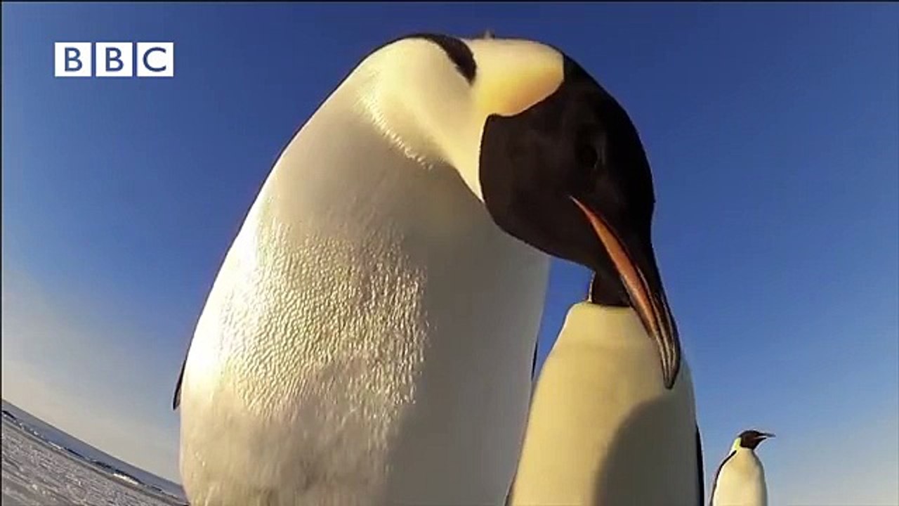 Gerçek İmparator Penguenler ile İlk Kez Tanışan Robot Penguen