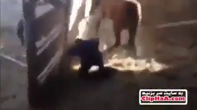 horse k pass jany sy pehly ye video lazmi daikh lain es bandy k sath kia huwa