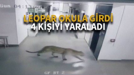 Leopar okula girdi