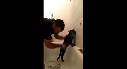 Ce chat est très patient lorsqu'on lui fait la douche