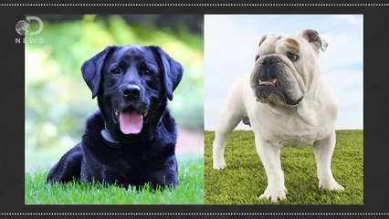 How Are New Dog Breeds Created?
