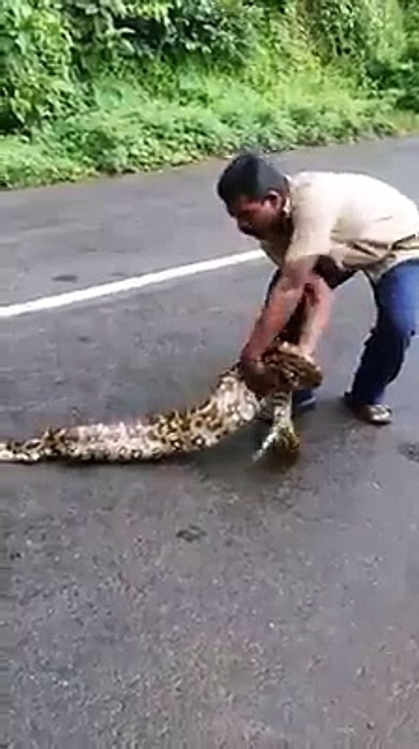 Will Dogs Eat Snakes