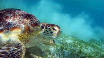 snorkling with fish an turtle