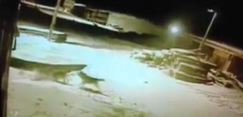 Kars'a İnen Aç Kurtlar 5 Köpeği Telef Etti