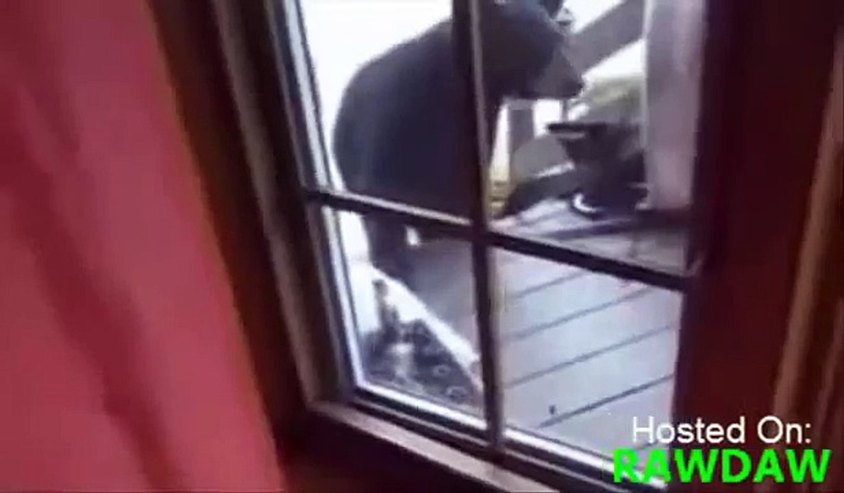 Кошка Защищает Мать И Сына от ГРИЗЛИ!