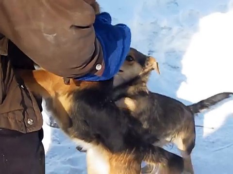 очень смелый Кот