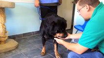 Dopo 8 anni ritrova il suo cane e la reazione è davvero incredibile