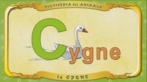 Multipédia des animaux. La lettre C - le Cygne