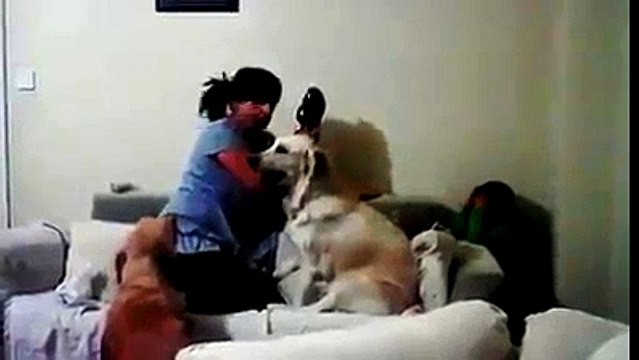 Собака защищает ребенка, когда его мать делает вид, что ударит юмор