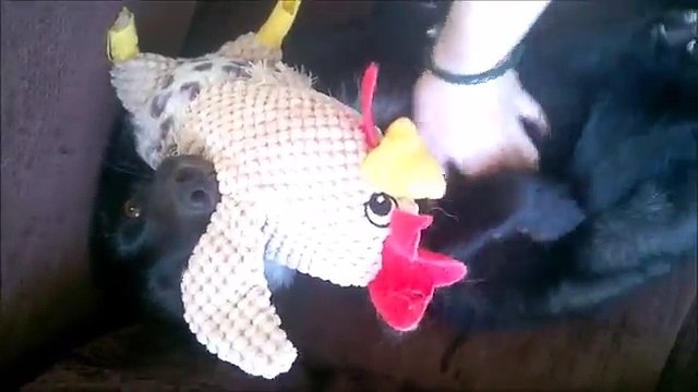 Coccola la volpe e la reazione dell'animale è davvero adorabile