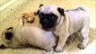 Funny Puppies Fights - 2016 Febraury -Cant stop laughing till the end of the video - Hilarious puppies