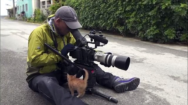Un gatto randagio si avvicina ad un fotografo è quello che avviene è pazzesco