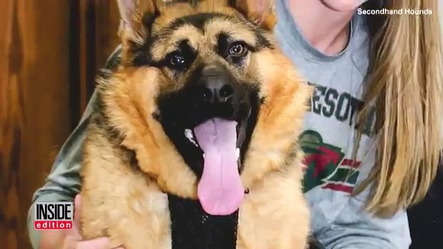 Trovano uno strano cane ... Non potevano credere ai loro occhi